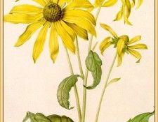 Robert-Nicolas Rudbeckia-laciniata-sj. , 