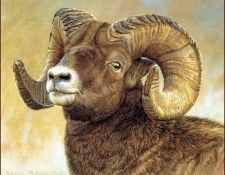 lrsBaughanKalon-PortrofaBighornRam. Baughan, �����