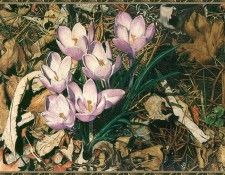 cr AlmaLParks-Crocus. , -L
