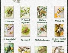 !pa BasilEde Index 04. ���, �������