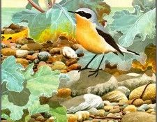pa NormanArlott 21 Wheatear. Arlott, ������