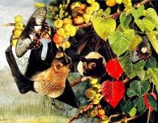 Oz AGls089 Tony Oliver Spectacled Flying Fox. , 