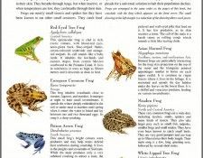 pa TonyOliver FrogsSingSongs 15a. , 