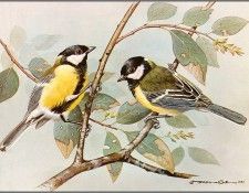 pa BasilEde 33 GreatTit. , 