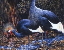 kb Davis Sallie-West African Crown Cranes. ,  
