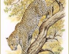 PO pfrd 008 Lopard de Somalie. Dallet, 