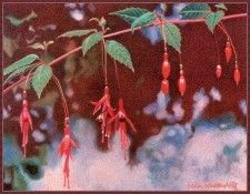 cr KristinWarnerAhlf-FuchsiaVisitor. Warner-Ahlf, �������