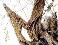 Twinney Dick Nature 006 Sun. Twinney, ���