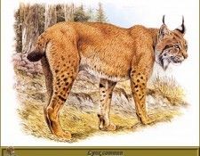 PO pfrd 059 Lynx commun. Dallet, 