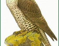 Falco rusticolus. Barruel, P