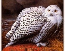 bs-na- Barry Driscoll- Female Snowy Owl. , 