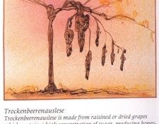 bs GOR 24 Trockenbeerenauslese. , 