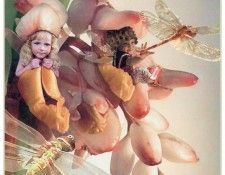 kb Cross Tom Win Ginger Fairy. , 