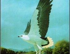 pa F&B PeterSlater White BelliedSea Eagle. Olsen, Penny