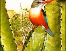 pa NormanArlott 12 Grey HeadedKingfisher. Arlott, Норман
