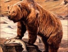 bs-na- Louis Agassiz Fuertes- Alaska Brown Bear. Fuertes  