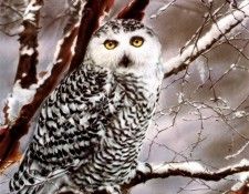 Aaw109 Lesley Harrison Eyes of the Spirit sqs. , 