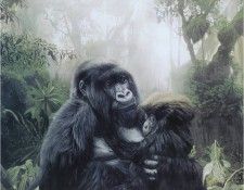 TerryIsaac Gorillas Refuge ec. , 