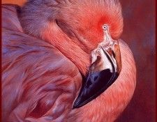lrsAldrichEdward-Flamingo. Aldrich, 