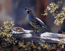 Andrew Kiss - California Quail, De. , 