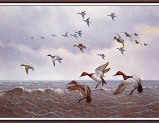 bs-na- Owen J Gromme- Late Season- Canvasbacks. Gromme, ���� J