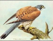 pa BasilEde 60 Kestrel. , 