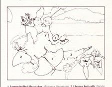 Oz AGls112 Tony Oliver Yellow-Bellied Flycatcher Key. ������, ����