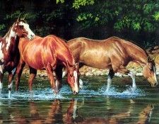 horses in the mist csg007 reflections. , 
