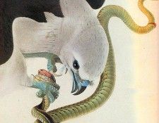jja 0001 American Swallow-Tailed Kite sqs. Audubon,  