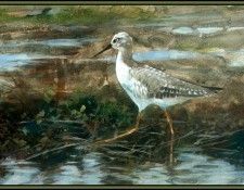 D50-AWE109-RB-Yellowlegs 1. Bansemer, 