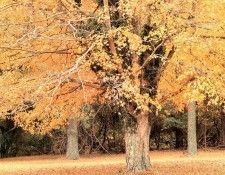 Charles Gurche - Colonial National Park VA, De. Gurche, ������