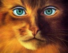 Cat-Woman. ������, ����