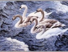 43652. Tunnicliffe, 