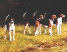Belvoir Hounds. �����, ������