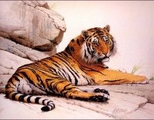 bs-na- Guy Coheleach- Tiger. Coheleach, 