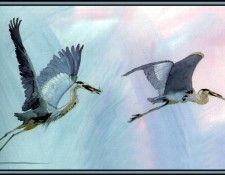 D50-AWE044-BR-Great Blue Heron 2. Bansemer, 