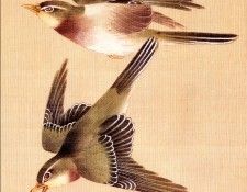 Shuki, Okamoto - Bush Warblers (end. ����, �������