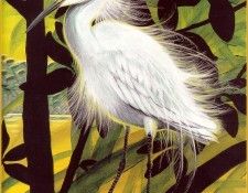 ArnoskyJim-SnowyEgret-sj. Arnosky, ����