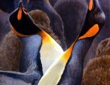 Birds 73 Ecstatic Display--King Penguins, 2001 Robert Bateman sqs. Bateman, 