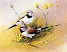 kb Shepherd Eric 02 Long Tailed Finches. Шеперд, Эрик