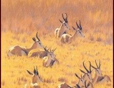 lrsAfrica11DonaldsonKim Springbuck. , 