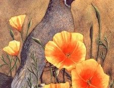 lrs Nice Claudia Quail& Poppies. �����, �������