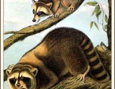 bs-na- Audubon- Racoon. Audubon,  