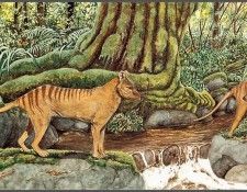 pa AVM ext 08 Moylan Thylacine. -, K