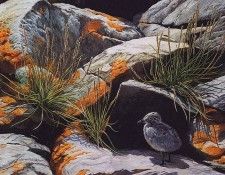 lrsWeirsPersisClayton-LittleWanderer. ������, ����� �������