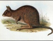 pa AVM ext 03 Gould EasternHare-Wallaby. ����, ����