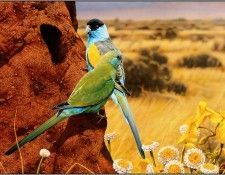 pa EgoGuiotto AG2004 09 HoodedParrot. Guiotto, 