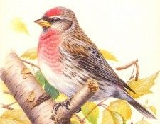 abs 11 redpoll. , 