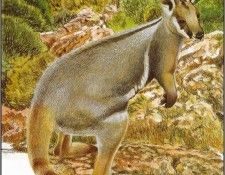 pa TonyOliver AustralianEndangeredWildlife 21. ������, ����