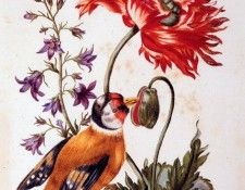 Robert Nicolas Flowers with bird Sun. , 